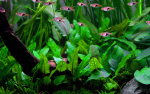 Cryptocoryne wendtii 'Green' - Wendts Wasserkelch 'Green'